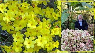 JASMINS À FLEURS JAUNES, ARBUSTES GÉNÉREUX, DÉCORATIFS TOUTE L’ANNÉE. Le Quotidien du Jardin N°438