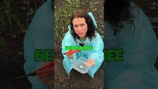 Как избавиться от слизней на даче?