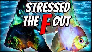 PRO TIPS: Secrets of Angelfish Stress Behavior