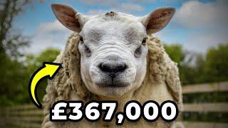 Shearing The MOST Expensive Sheep in the World!