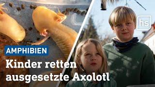 Axolotl gerettet: Flora und Lennard erkannten das mexikanische Tier sofort | hessenschau