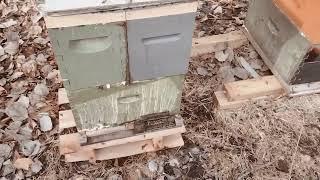 bees flying pretty good for 47 degrees after 2 1/2 months in the teens. wasn't sick might enjoy it