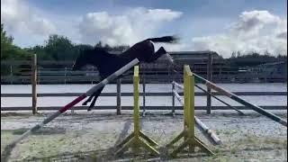 Casall x Untouchable 3yo stallion