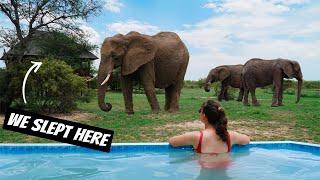 Kruger Luxury vs Budget Safari Experience | South Africa Safari Travel Tips