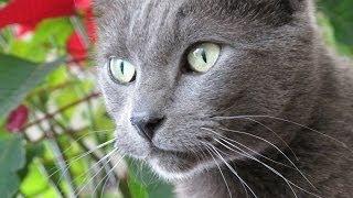 Cats Take Up Residence at the Hermitage Museum