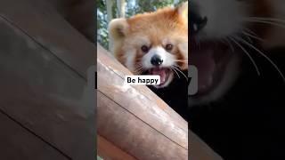 A red panda walks towards tourists with a smile #panda #cute #funny #redpanda #giantpanda