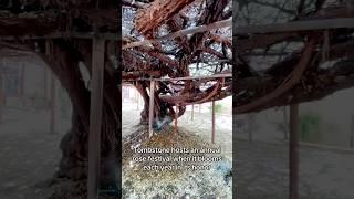 This GIANT Rosebush in Tombstone is Unreal!
