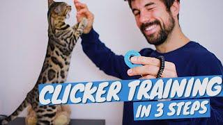 Clicker Training FOR CATS Tutorial - How to CLICKER TRAIN CAT in 3 steps