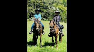 Gaited Horse Training - Round Pen Exercise with Poles