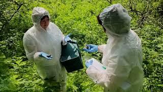В Дмитровском округе ветеринары закладывают в лесах вакцины от бешенства для диких животных