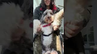 Dancing With My Dog! This Will Make Your Day! #funny #dog #shorts