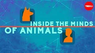 Inside the minds of animals - Bryan B Rasmussen