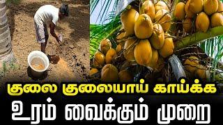 தென்னை உர மேலாண்மை | தென்னை இயற்கை உரம் | COCONUT TREE ORGANIC FERTILIZER  in TAMIL