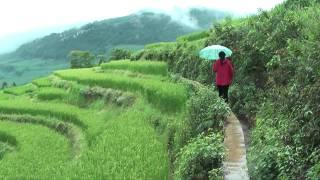 Walking the Rice Terraces in Yuanyang