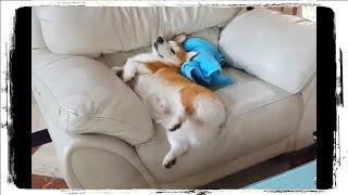 КОРГИ - Смешные Корги  Приколы с Собаками | Funny Dogs #737