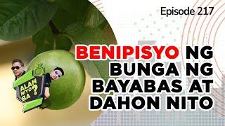 Alam Niyo Ba? Episode 217⎢‘Health Benefits of Guava Fruits and Leaves‘