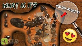 MY NEW ANT COLONY Could Be a NEW UNDISCOVERED SPECIES