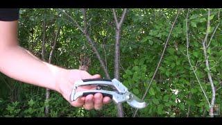 Cate's Garden Bypass Pruners - Official Product Review