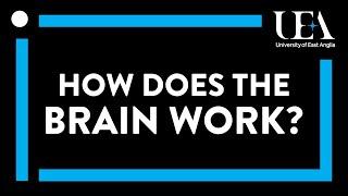 How does the brain work? (UEA inaugural lectures 2019)