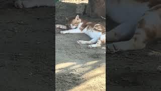 قطة تحاول النوم  a cat trying to sleep