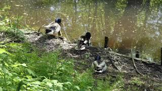 Enten im Stadtpark