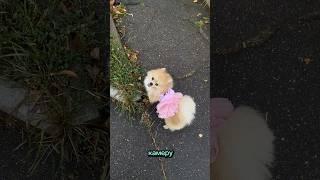 Она теперь следит за мной 24/7  #pomeranian #шпиц #померанскийшпиц #шпицы #обзорwb #обзорпокупок