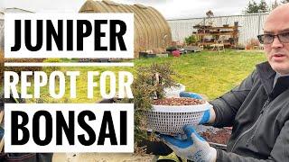 Juniper Re-pot for Bonsai