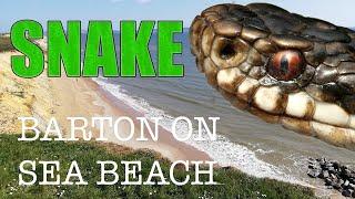 SNAKE AT BARTON ON SEA BEACH, NEW MILTON UK