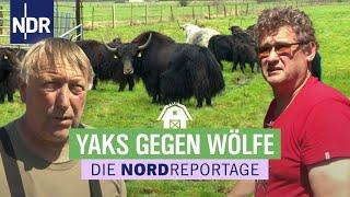 Schafe werden gerissen, Landwirte wollen handeln | Die Nordreportage | NDR