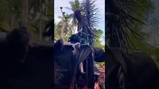 අපාය  ඔන්න දැකලා නැති අය බලාගන්න ️ බුදු අම්මො 