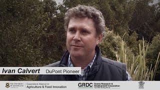 Ivan Calvert, sorghum breeder - DuPont Pioneer