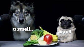 Wolf Dog Reviews Food With Pug!