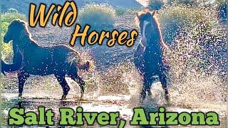 Wild horses on the Salt River, AZ