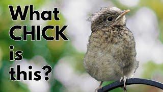 How to Identify GARDEN BIRD FLEDGLINGS