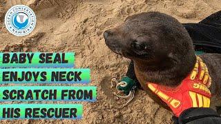 Baby Seal Enjoys Neck Scratch From His Rescuer