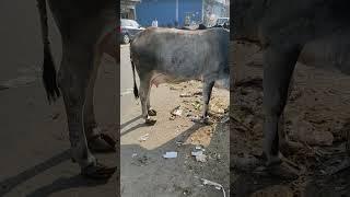 Group of Cow,  Morning Time Cows view