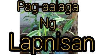 #AGARWOOD #LAPNISAN  TIPS sa PAG AALAGA NG LAPNISAN OR AGARWOOD