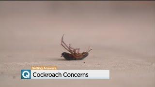 Heat Leads To Cockroach Complaints In Carmichael