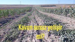 Kavun yetiştiriciliği- Kavun susuz yetişir mi?- Susuz tarım- bostan-kırkağaç kavunu-çiftlik tv