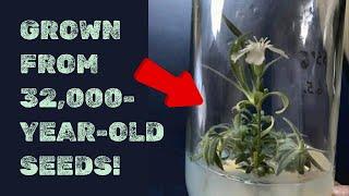 32000-Year-Old Plant Revived by Scientists!