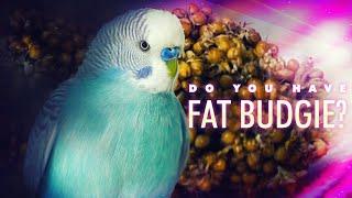 Do you have FAT BUDGIE?