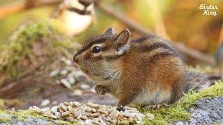 Dog TV - Chipmunks, Squirrels, and Birds in the Woods.