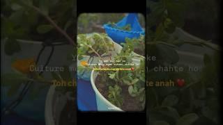 Ye situationship kya hota hai? | #planttherapy