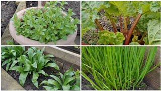 Four edible perennials you must grow - wild garlic, chives, mint and rhubarb