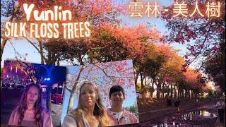 Flowering Silk Floss Trees in Yunlin, Taiwan Travel Vlog 美人樹開花季節 | 台灣雲林