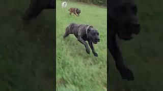 Presa Canario out for a run | the proper k9 presa canarios