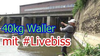 40 kg Waller beim jiggen auf Zander mit #LIVEBISS . Angeln auf Raubfisch .