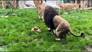 New baby lion plays with mom at Lincoln Park Zoo