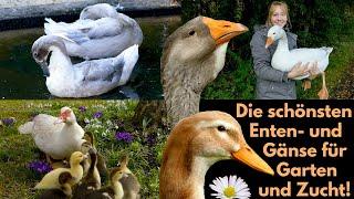 20 BEAUTIFUL GEESE AND DUCK BREEDS (german Language video) from Pilgrim goose to Hook Bill duck