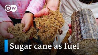 Kenya: Sugar cane as a green fuel | Global Ideas